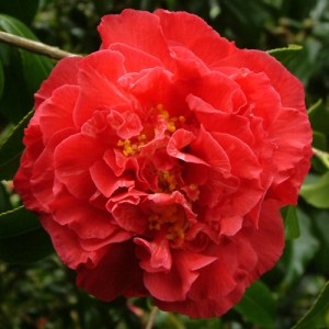 Camellia japonica 'Lieutenant William Hearn'