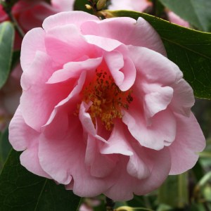 Camellia 'Lila Naff'