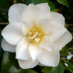 Camellia japonica 'Lillian Ricketts'