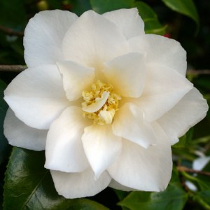 Camellia japonica 'Lillian Ricketts'