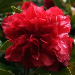 Camellia japonica 'Lily Morel'