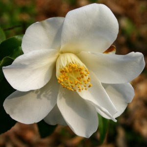 Camellia japonica 'Lily Pons'