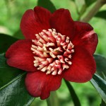 Camellia japonica 'Lipstick'
