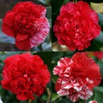 Camellia japonica 'Little Bit'