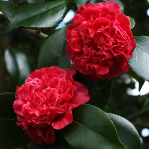 Camellia japonica 'Little Bit Red'