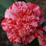 Camellia japonica 'Little Bit'