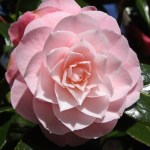 Camellia japonica 'Little Bo Peep'