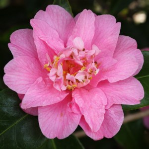 Camellia x williamsii 'Little Lavender'