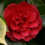 Camellia japonica 'Little Slam'