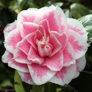 Camellia japonica 'Look Away'