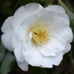 Camellia japonica 'Lovelight'