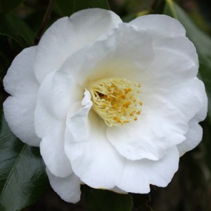 Camellia japonica 'Lovelight'