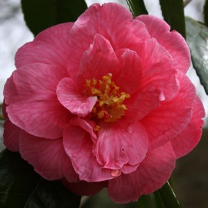 Camellia japonica 'Lucy Hester'