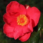 Camellia japonica 'Ludgvan Red'