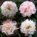 Camellia japonica 'Mabel Blackwell'