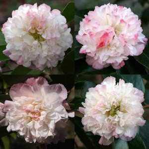 Camellia japonica 'Mabel Blackwell'