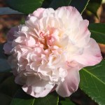 Camellia japonica 'Mabel Blackwell'