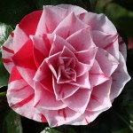 Camellia japonica 'Maculata Superba'