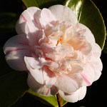 Camellia japonica 'Madame de Strekaloff'