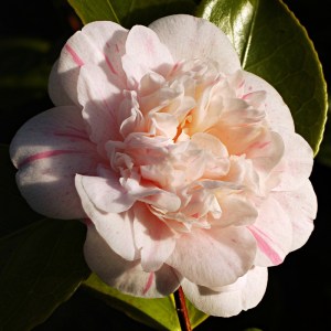 Camellia japonica 'Madame de Strekaloff'