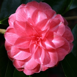 Camellia japonica 'Madame Haas'