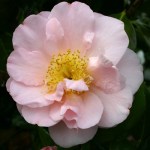 Camellia japonica 'Madame Hahn'