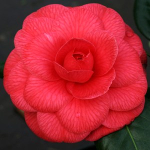 Camellia japonica 'Madame Lebois'