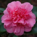 Camellia japonica 'Madame Martin Cachet'