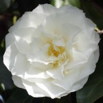 Camellia japonica 'Madge Miller'