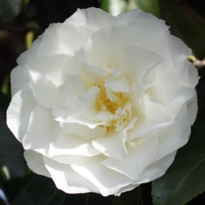 Camellia japonica 'Madge Miller'