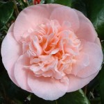 Camellia japonica 'Magic Moments'
