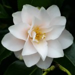 Camellia japonica 'Magnoliiflora'