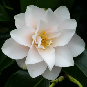 Camellia japonica 'Magnoliiflora'