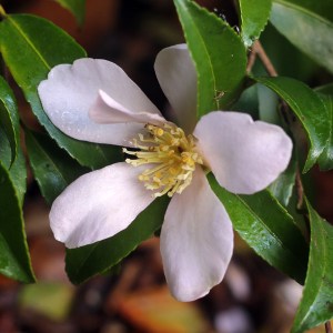 Camellia sasanqua 'Maiden's Blush'