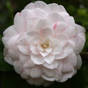 Camellia japonica 'Maiden's Blush'