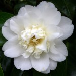 Camellia japonica 'Man Size'
