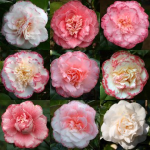 Camellia japonica 'Margaret Davis'