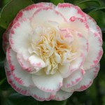 Camellia japonica 'Margaret Davis'