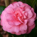 Camellia japonica 'Margaret Rose'