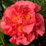 Camellia japonica 'Margaret Short'