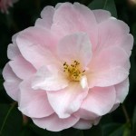 Camellia x williamsii 'Margaret Waterhouse'
