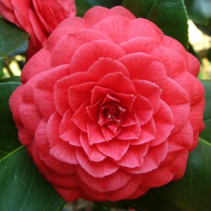 Camellia japonica 'Margherita Coleoni'