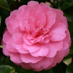 Camellia japonica 'Marguerite Gouillon Rose'