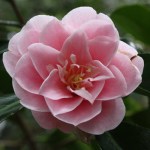 Camellia japonica 'Marguerite Tourje'