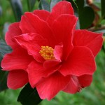 Camellia japonica 'Marian Mitchell'