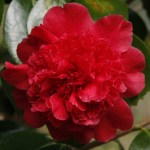 Camellia japonica 'Mariana'