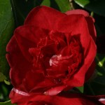 Camellia japonica 'Marinka'