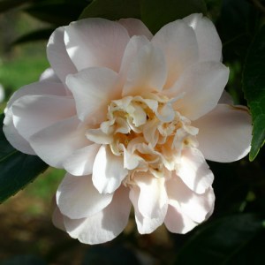 Camellia japonica 'Marjorie Magnificent'