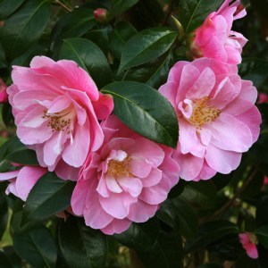 Camellia x williamsii 'Marjorie Waldegrave'