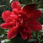 Camellia japonica 'Mark Alan'